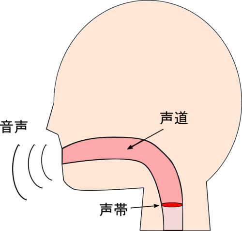 図：口の模式図